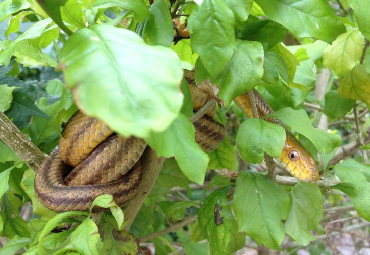 A snake in Fakahatchee Strand Preserve State Park.