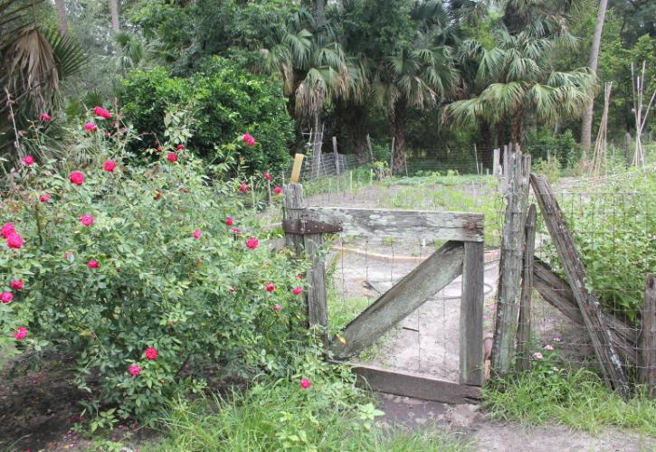 pink flowers bloom next to an old wooden gate leading to a garden