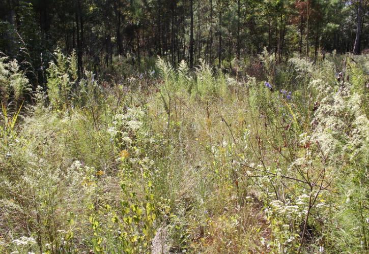 A field of tall grasses and wildflowers