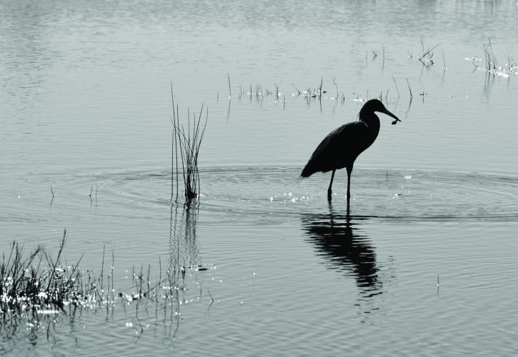Heron fishing.
