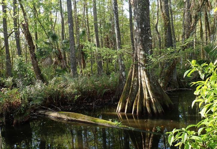 A view of the forest in Fakahatchee Strand Preserve State Park. 