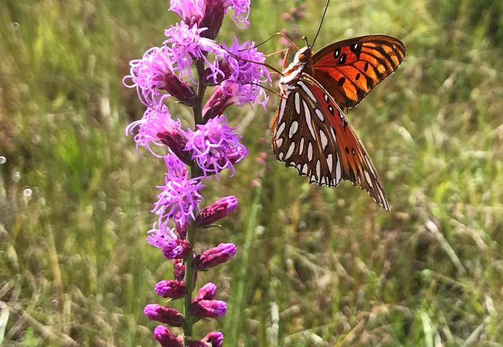 Liatris with frittilary