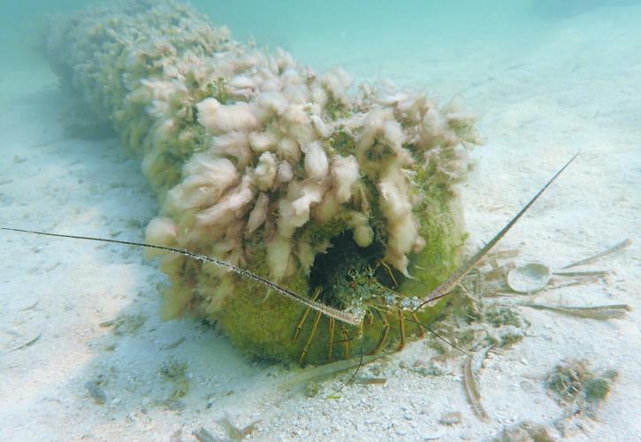 a lobster sits in the end of a cannon from the San Pedro shipwreck