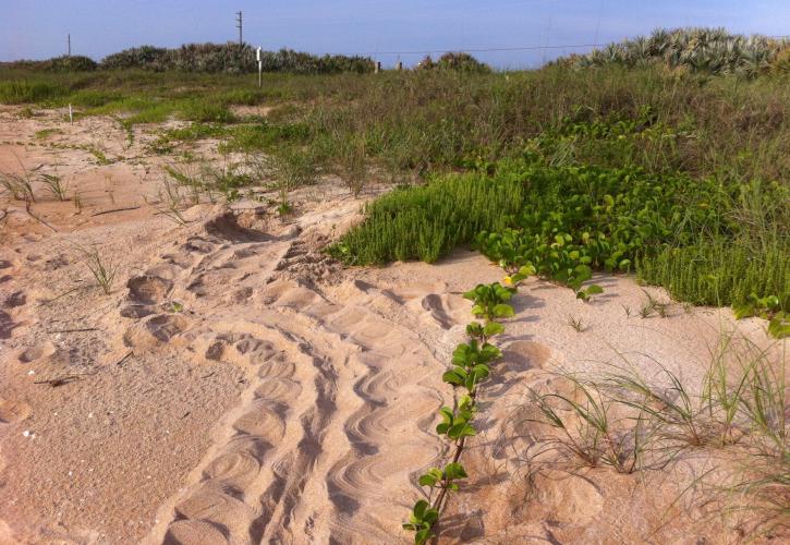 North Peninsula Logger Tracks