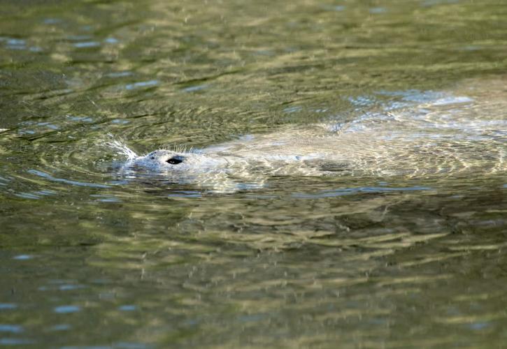 Manatee comes up for a breath of air at the waters surface. 