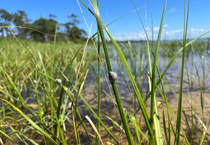 Marshland