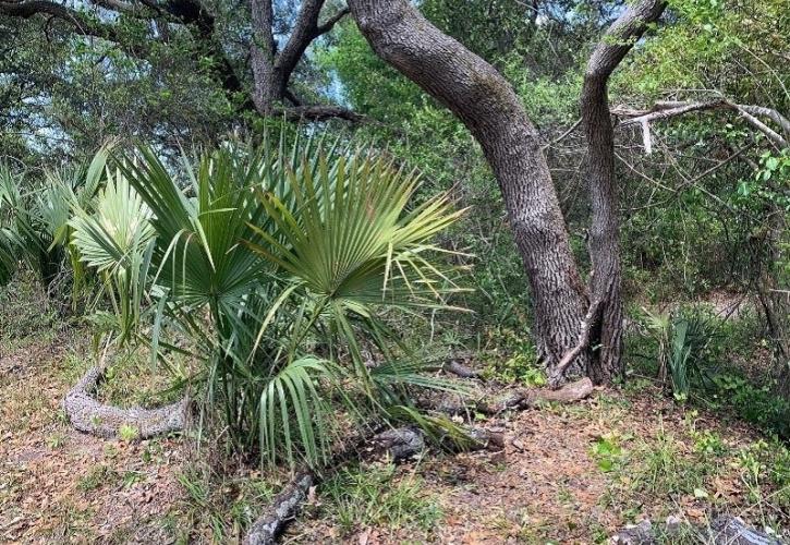 a saw palmetto plant next to an oak tree