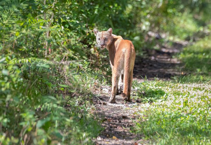A panther walks along a trail in Fakahatchee Strand Preserve State Park.