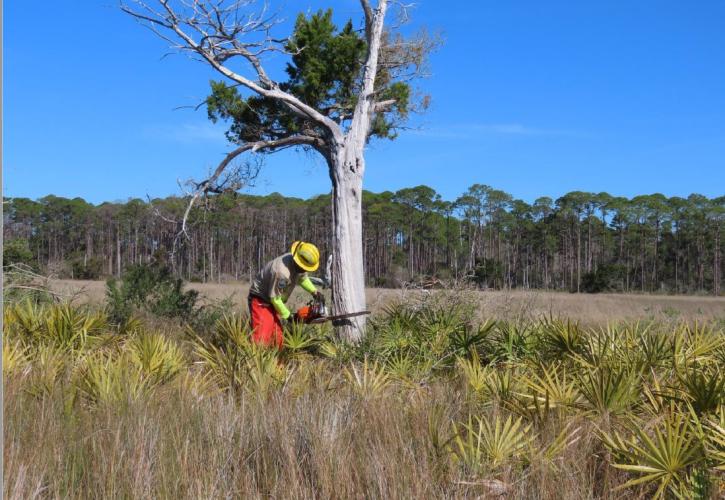 A tree is removed so raptors cannot perch there while they look for prey.