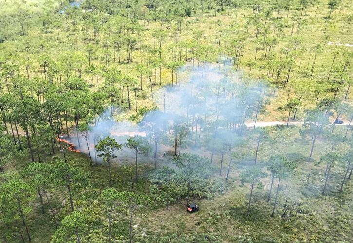 Aerial view of Prescribed fire around Red-cockaded woodpecker tree cluster