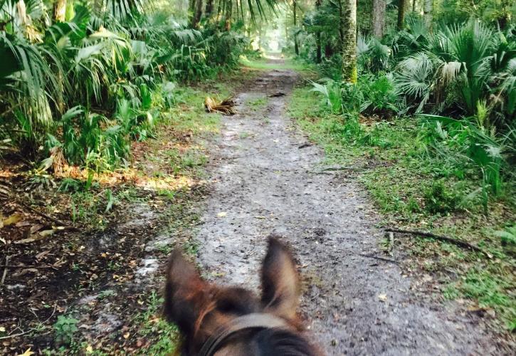 Horseback Riding at Lower Wekiva