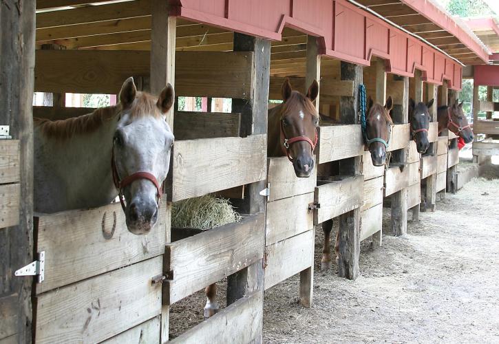 Amelia Island stables