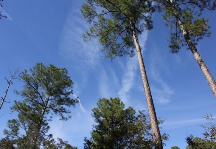 Pine trees stretch up into the sky at Devil's Millhopper.