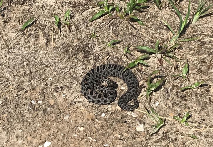 Pygmy rattlesnake seen at Bluffs of St. Teresa.