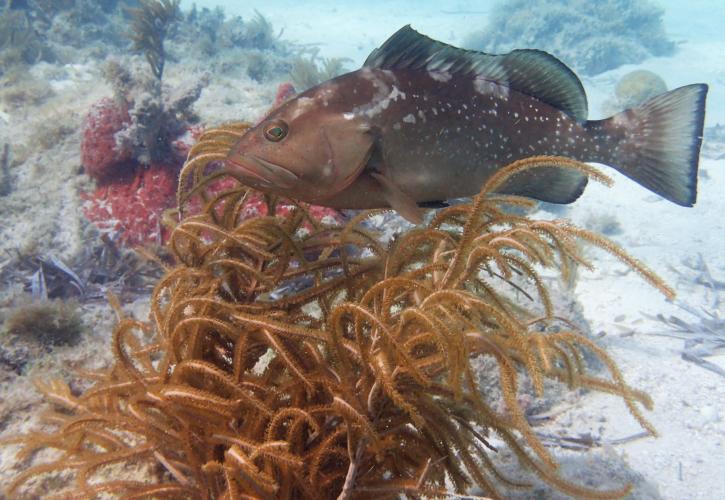 Red Grouper on San Pedro