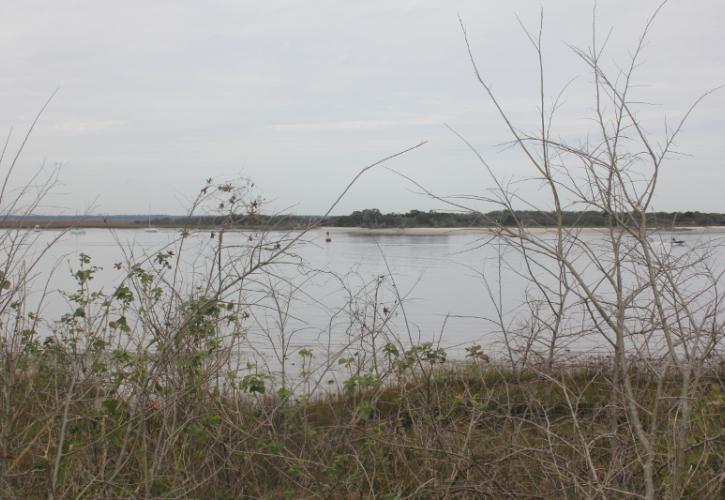 a gray river behind brush and small trees