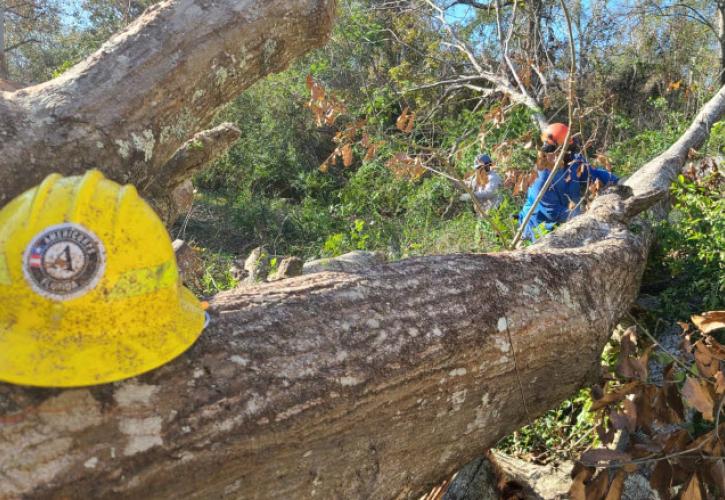 Two FLCC members use chainsaws to cut a water oak.