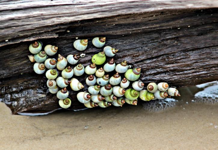 many green snails attached to a piece of driftwood just above the water