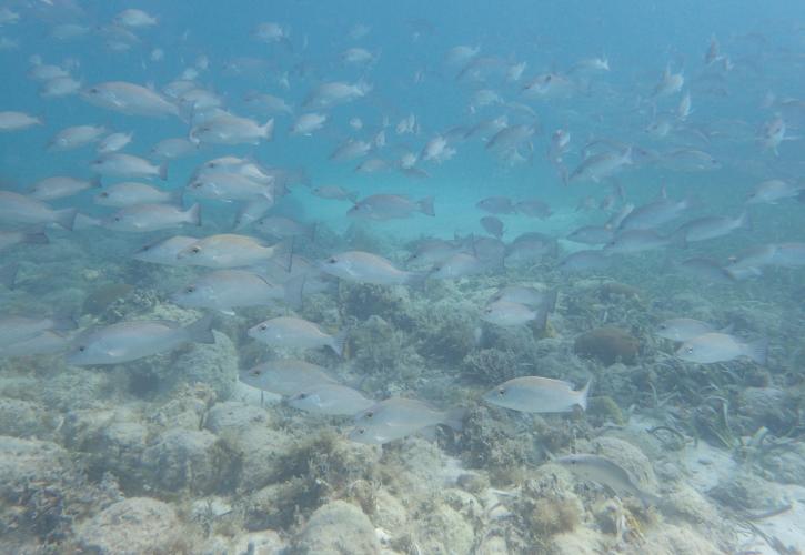 A school of gray snappers swim over ballast stones of the San Pedro shipwreck 
