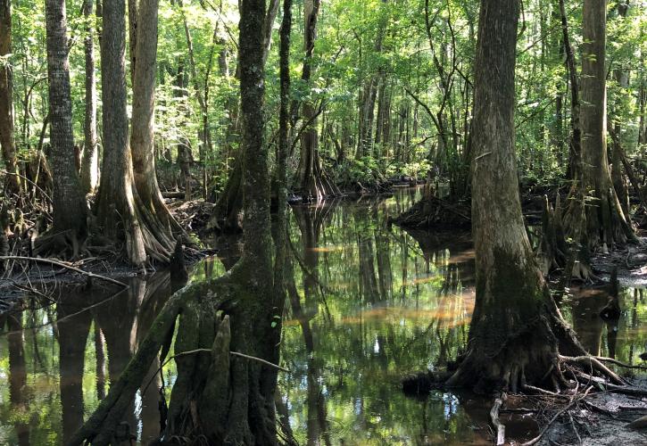 Cypress trees in a floodplain swamp. 