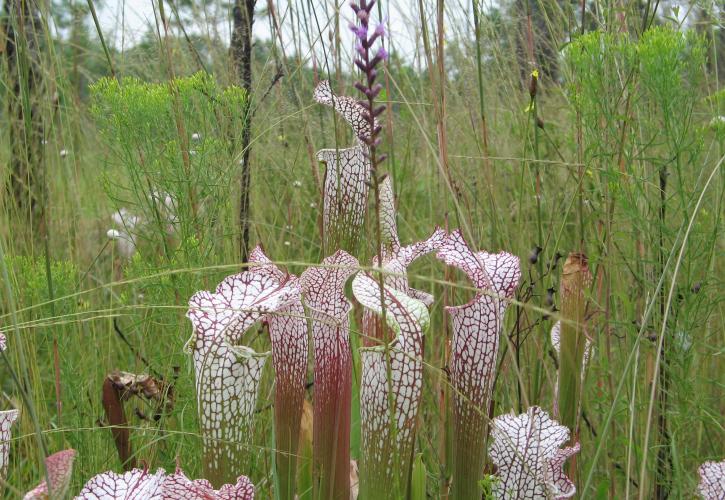 Pitcher, plant, wetland