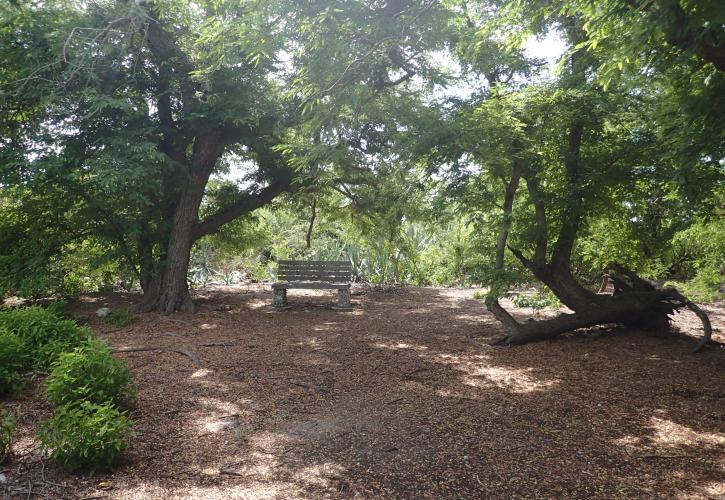 shady spot under the trees in the Tamarind Grove