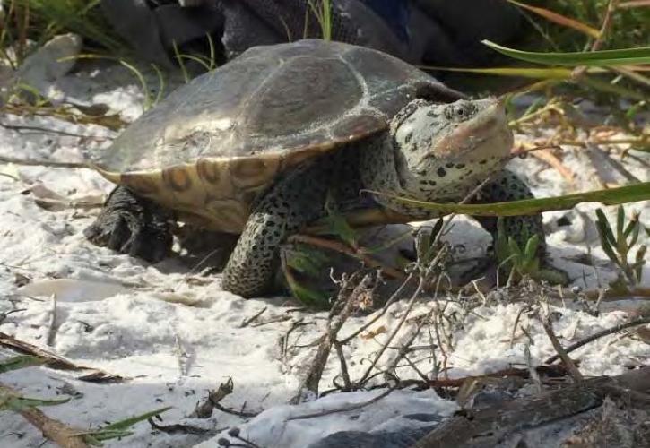 Turtle atGeorge Crady Bridge Fishing Pier