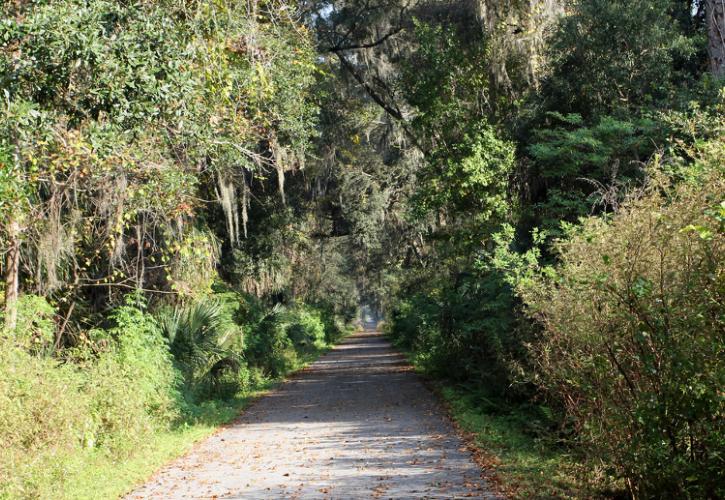 a paved trail extends through a thick canopy of trees and undergrowth