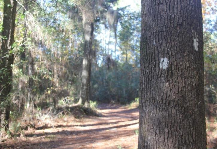 Image of tree with white blaze on Devil's Millhopper's Nature Trail.