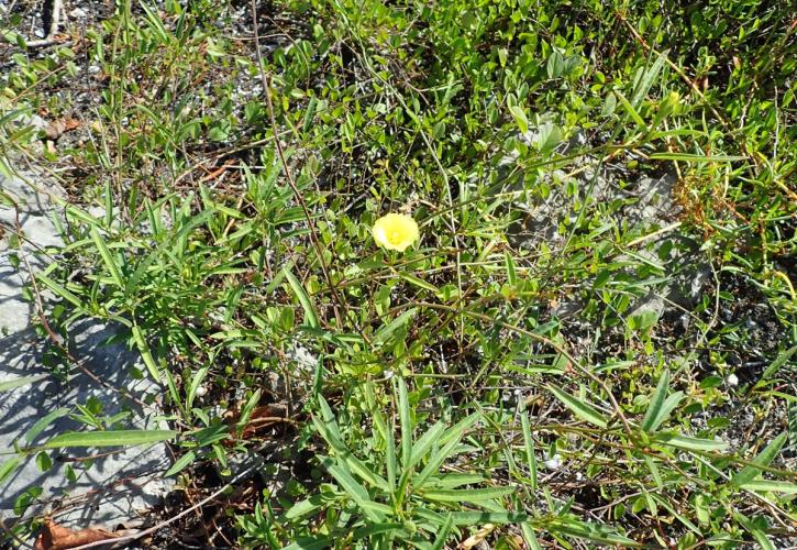 yellow hibiscus (Cienfuegosia yucatanensis)