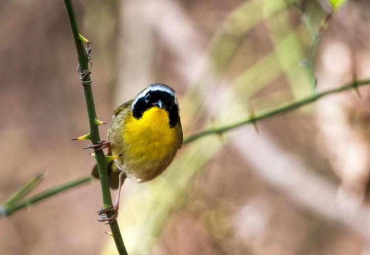 image of a black, yellow, and gray bird perching sideways on a thin thorny vine.