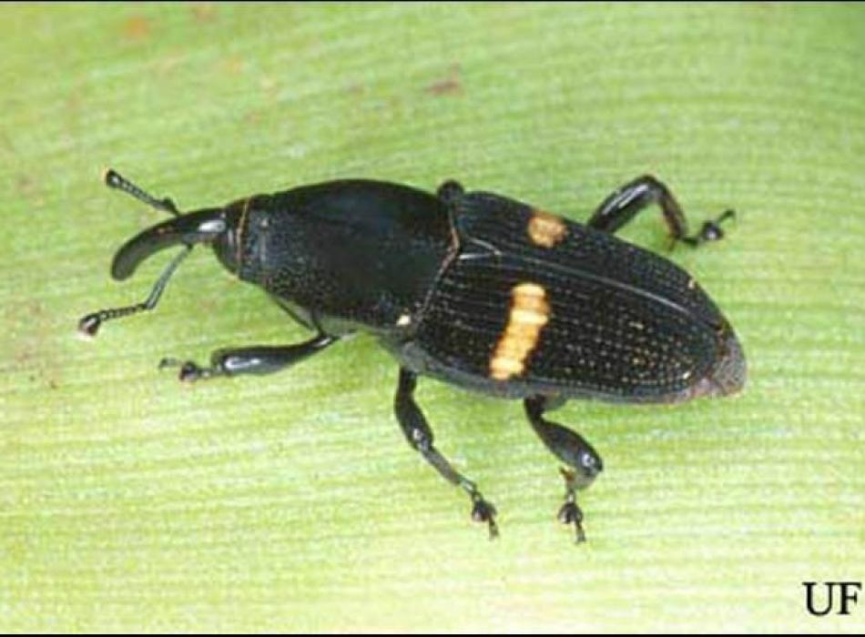 A small black beetle with a long protruding mouth and yellow markings on each wing.