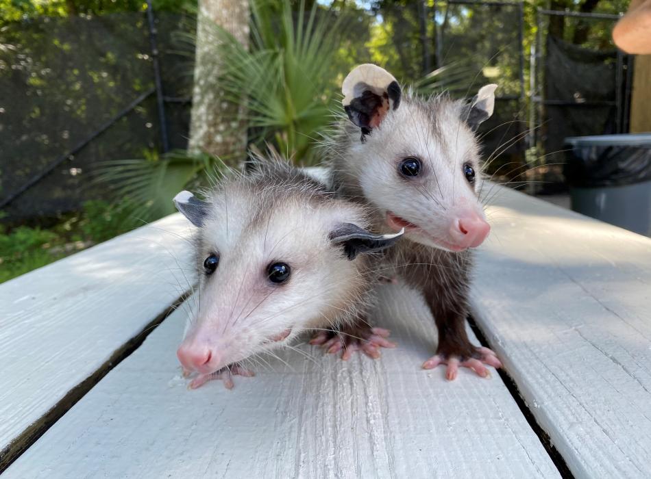 Two oppossum walk on a picnic table. 