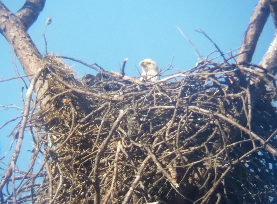 Bald Eagle in Nest
