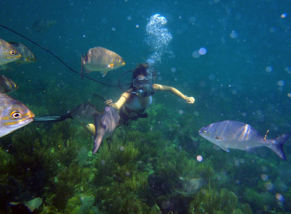 Scuba at Pennekamp