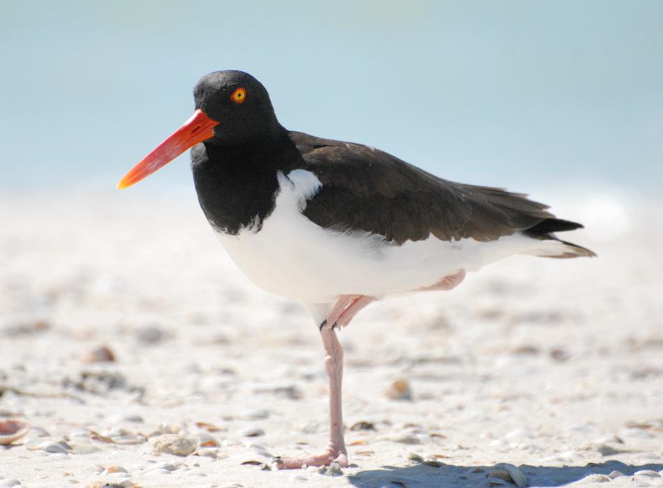 An American oystercatcher along the shoreline.