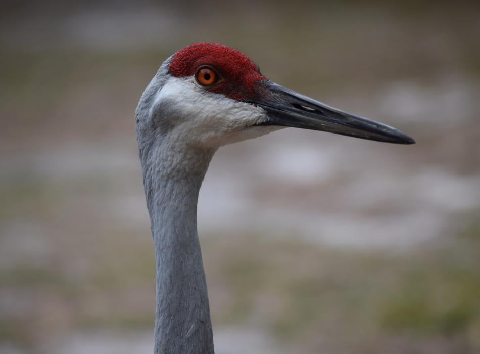 Sand hill crane.