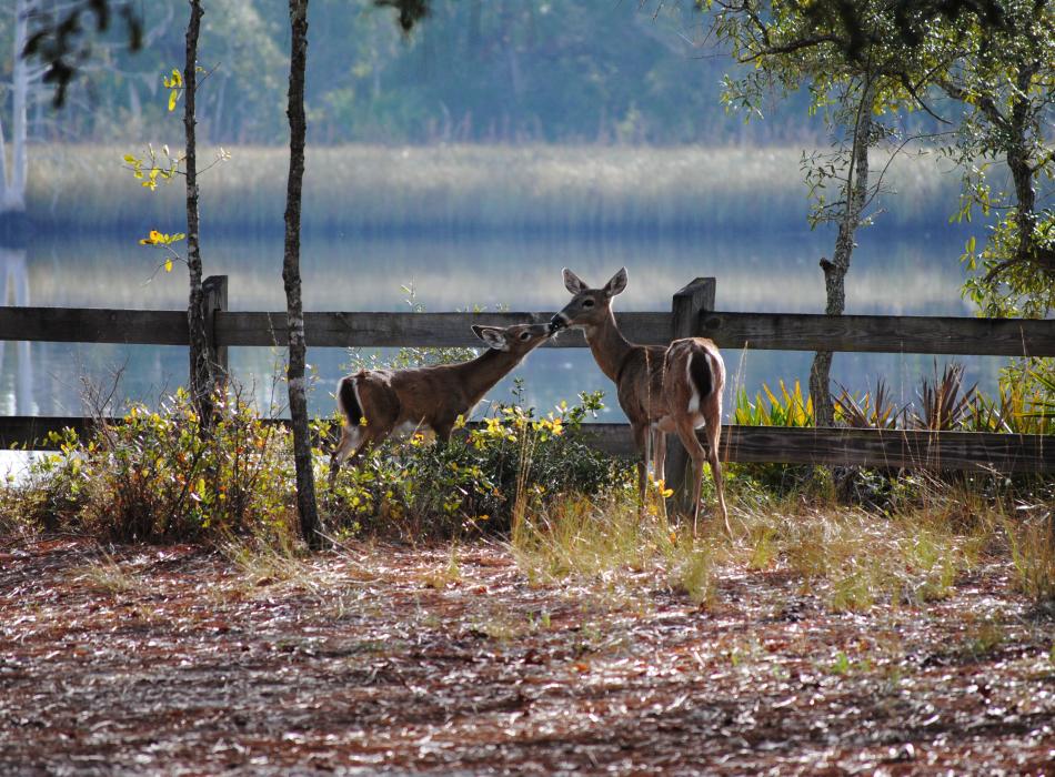 Two white-tailed deer at Ochlockonee River State Park.
