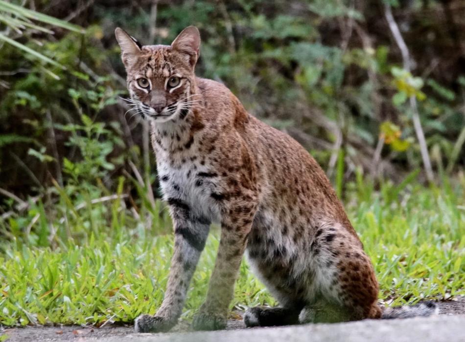 Bobcat sitting on the side of the road at Myakka River State Park, just east of Sarasota, Fla.