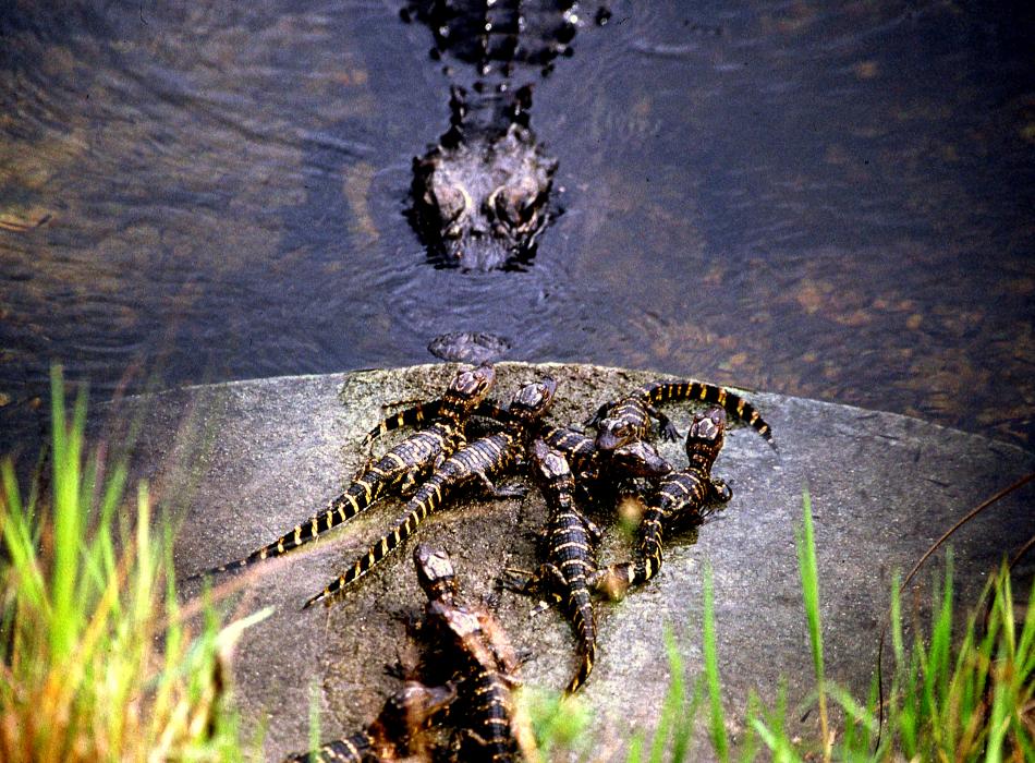 A mother alligator keeps watch over her babies.