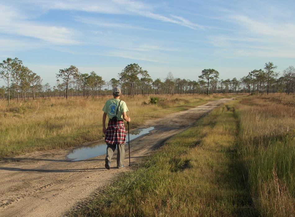 A man hiking on an open pine prairie. 