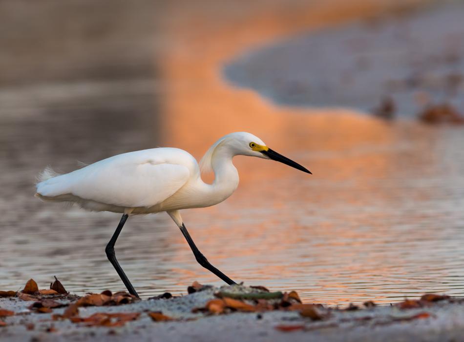 Snowy Egret