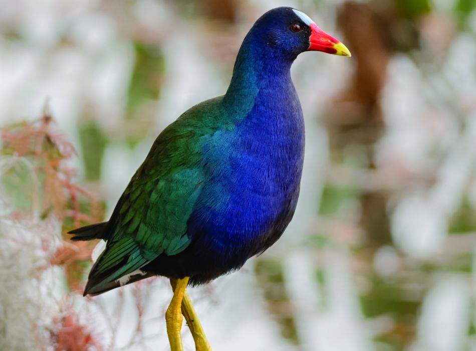 A Purple Gallinule at Lake Kissimmee