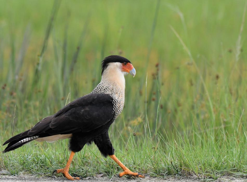 Large Bird