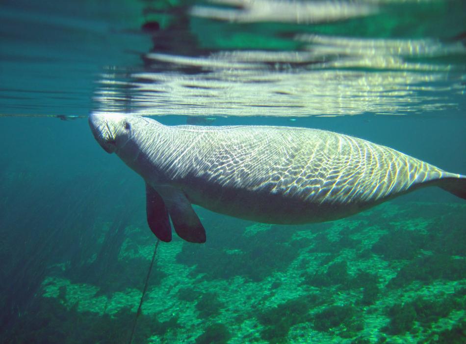 Wakulla Manatee