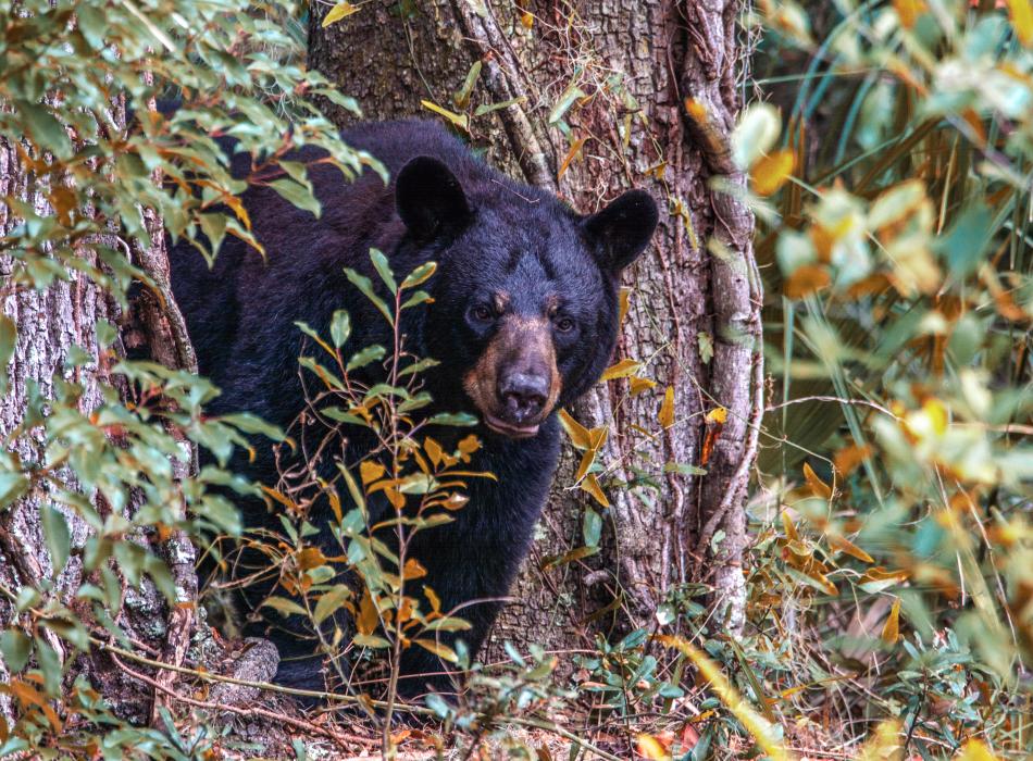 A bear peeks out from behind a tree.