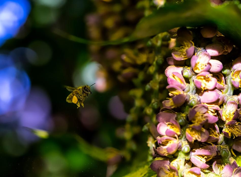 A macro image of a pollen-covered bee hovering next to some pink flower buds.