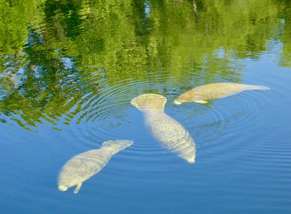 Three manatees swim around the spring at Edward Ball Wakulla Springs State Park.