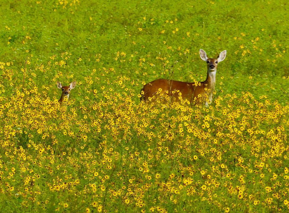 A doe and fawn are spotted in a field of wildflowers at Myakka River State Park.
