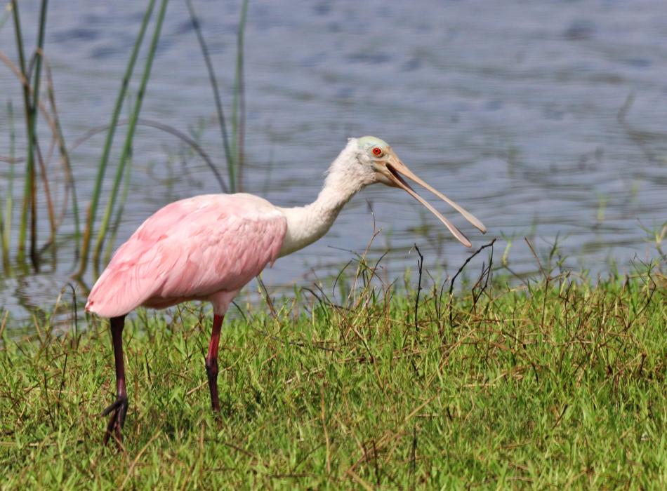 A roseate spoonbill walks along the lakeshore at Myakka River State Park.